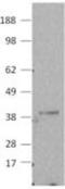 Caspase 7 antibody, 14-9933-80, Invitrogen Antibodies, Western Blot image 