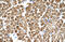 Tropomyosin 2 antibody, 30-382, ProSci, Immunohistochemistry paraffin image 