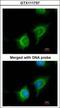 Adenylate kinase 2, mitochondrial antibody, GTX111737, GeneTex, Immunofluorescence image 