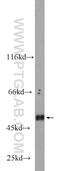 C-type lectin domain family 14 member A antibody, 23964-1-AP, Proteintech Group, Western Blot image 