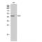 Caudal Type Homeobox 2 antibody, LS-C382641, Lifespan Biosciences, Western Blot image 