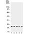 Caspase 2 antibody, R32097, NSJ Bioreagents, Western Blot image 