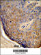 Trichoplein Keratin Filament Binding antibody, 63-907, ProSci, Immunohistochemistry paraffin image 