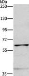 Myosin Light Chain Kinase 2 antibody, PA5-50236, Invitrogen Antibodies, Western Blot image 