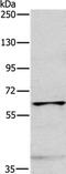 Myosin Light Chain Kinase 2 antibody, PA5-50236, Invitrogen Antibodies, Western Blot image 