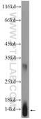 Hemoglobin Subunit Gamma 1 antibody, 25728-1-AP, Proteintech Group, Western Blot image 