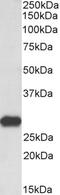 Latexin antibody, PA5-18676, Invitrogen Antibodies, Western Blot image 