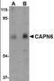 Calpain 6 antibody, orb89824, Biorbyt, Western Blot image 