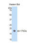 Plexin B1 antibody, LS-C295977, Lifespan Biosciences, Western Blot image 