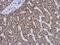 Glutamate Dehydrogenase 2 antibody, PA5-29492, Invitrogen Antibodies, Immunohistochemistry frozen image 