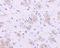Kelch Like Family Member 1 antibody, NBP1-76670, Novus Biologicals, Immunohistochemistry frozen image 