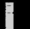 Actin Related Protein 2/3 Complex Subunit 1A antibody, 203535-T40, Sino Biological, Western Blot image 