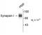 Synapsin I antibody, GTX82594, GeneTex, Western Blot image 