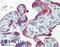Endoplasmic Reticulum Protein 44 antibody, LS-A8259, Lifespan Biosciences, Immunohistochemistry paraffin image 