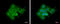 ABR Activator Of RhoGEF And GTPase antibody, GTX100031, GeneTex, Immunofluorescence image 