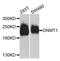 DNA Methyltransferase 1 antibody, STJ27448, St John