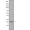 p21 antibody, PA5-64697, Invitrogen Antibodies, Western Blot image 