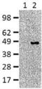 Interferon Regulatory Factor 4 antibody, 14-9858-82, Invitrogen Antibodies, Western Blot image 