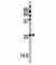 Cyclin Dependent Kinase Inhibitor 1B antibody, F48427-0.4ML, NSJ Bioreagents, Western Blot image 