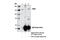 Slingshot Protein Phosphatase 1 antibody, 13578S, Cell Signaling Technology, Immunoprecipitation image 