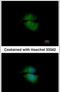 Cytohesin-3 antibody, PA5-30307, Invitrogen Antibodies, Immunofluorescence image 