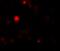 Tectonic Family Member 3 antibody, GTX85175, GeneTex, Immunofluorescence image 