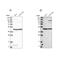 Nucleoporin 43 antibody, PA5-55881, Invitrogen Antibodies, Western Blot image 