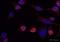 Cyclin Dependent Kinase Inhibitor 1B antibody, ab62364, Abcam, Immunocytochemistry image 