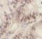 Ubiquitin D antibody, FNab09160, FineTest, Immunohistochemistry frozen image 