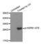 Heat Shock Protein Family B (Small) Member 1 antibody, abx000288, Abbexa, Western Blot image 
