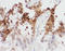 Phosphoglycerate Kinase 1 antibody, LS-C313171, Lifespan Biosciences, Immunohistochemistry paraffin image 