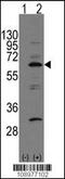 NEDD8 Activating Enzyme E1 Subunit 1 antibody, 62-786, ProSci, Western Blot image 