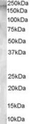 Glutamyl Aminopeptidase antibody, MBS420026, MyBioSource, Western Blot image 