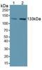 Nitric Oxide Synthase 3 antibody, LS-C708568, Lifespan Biosciences, Western Blot image 