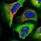 Transmembrane Protein 97 antibody, NBP1-92522, Novus Biologicals, Immunofluorescence image 