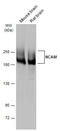 Neural Cell Adhesion Molecule 1 antibody, GTX133217, GeneTex, Western Blot image 