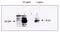 Matrix Metallopeptidase 14 antibody, orb107657, Biorbyt, Immunoprecipitation image 
