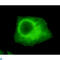 Ubiquitin Like With PHD And Ring Finger Domains 1 antibody, LS-C813147, Lifespan Biosciences, Immunofluorescence image 