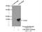 Coiled-Coil-Helix-Coiled-Coil-Helix Domain Containing 10 antibody, 25671-1-AP, Proteintech Group, Immunoprecipitation image 