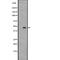 Enolase 1 antibody, abx146909, Abbexa, Western Blot image 