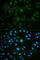 IL-23 receptor antibody, A1613, ABclonal Technology, Immunofluorescence image 
