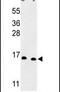 Small Nuclear Ribonucleoprotein D3 Polypeptide antibody, PA5-26288, Invitrogen Antibodies, Western Blot image 
