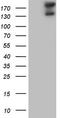 GLI Family Zinc Finger 2 antibody, LS-C339241, Lifespan Biosciences, Western Blot image 