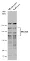 SH3 And Multiple Ankyrin Repeat Domains 3 antibody, GTX133163, GeneTex, Western Blot image 