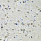 Chloride Intracellular Channel 1 antibody, 22-159, ProSci, Immunohistochemistry frozen image 