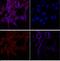 ER Membrane Protein Complex Subunit 3 antibody, 702736, Invitrogen Antibodies, Immunofluorescence image 