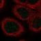 Heat Shock Transcription Factor 2 antibody, NBP1-86330, Novus Biologicals, Immunocytochemistry image 