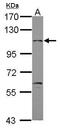 Gamma-Aminobutyric Acid Type B Receptor Subunit 2 antibody, PA5-28340, Invitrogen Antibodies, Western Blot image 