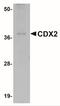 Caudal Type Homeobox 2 antibody, NBP1-77113, Novus Biologicals, Western Blot image 