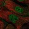 Zinc Finger CCCH-Type And G-Patch Domain Containing antibody, NBP2-55609, Novus Biologicals, Immunofluorescence image 